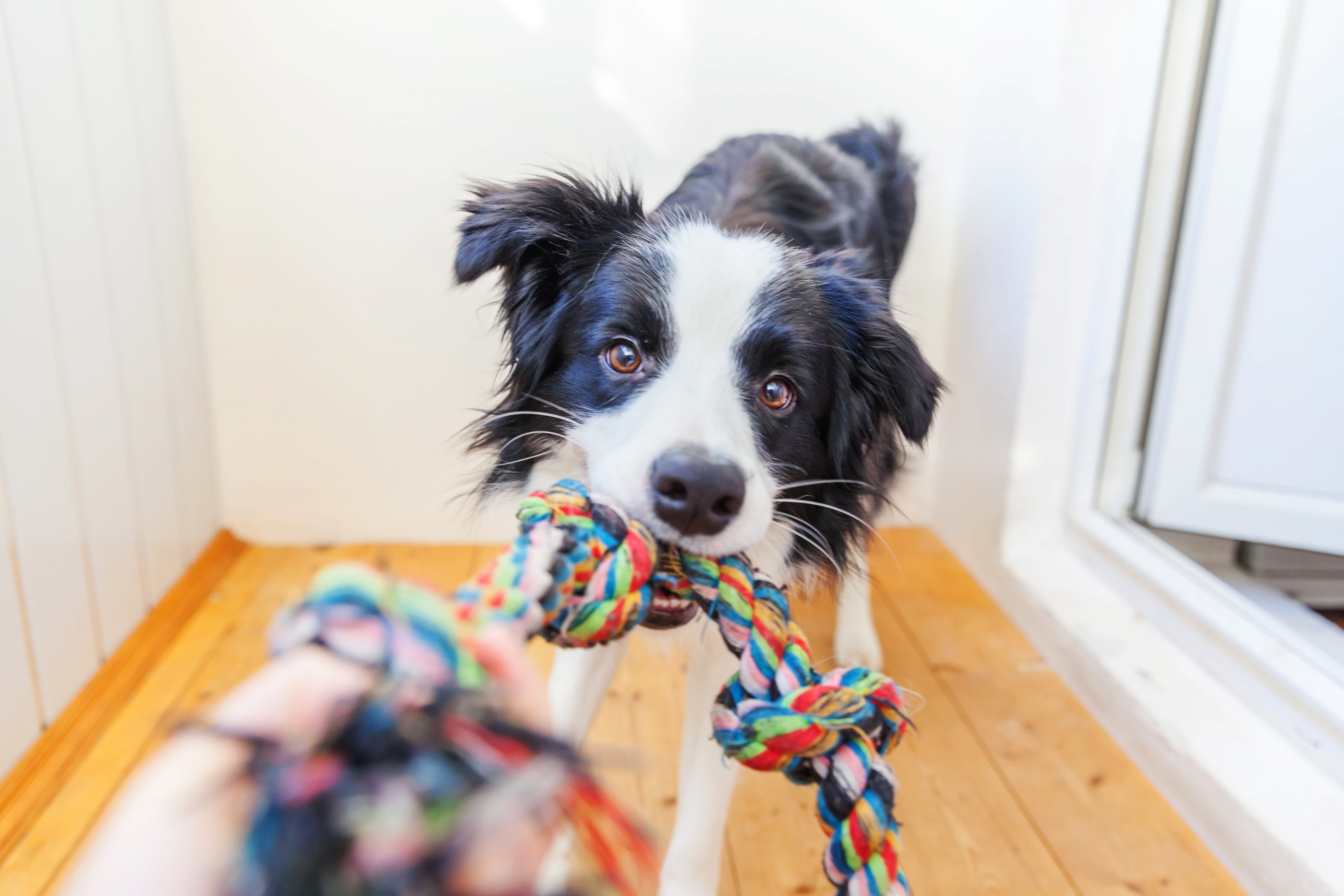 Funny portrait of cute smilling puppy dog border collie holding colourful rope toy in mouth. New lovely member of family little dog at home playing with owner. Pet care and animals concept., Funny portrait of cute smilling puppy dog border collie holding 
